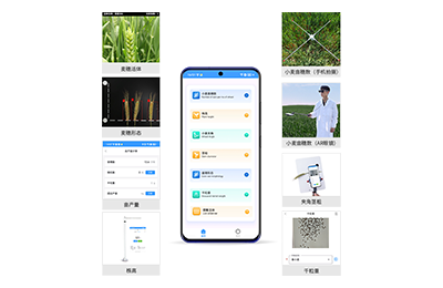 邯郸市小麦表型测量仪IN-XM05